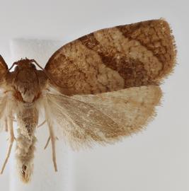  Male . ©  Loren Jones. Image used with permission.

